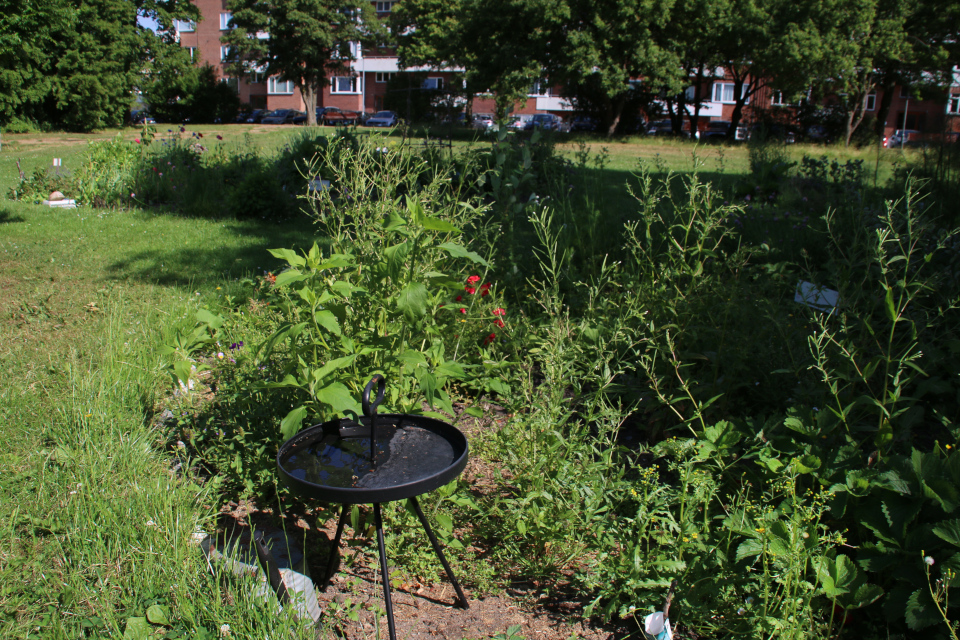 Городские огороды Марселисборг (Havefællesskabet i Marselisborg Hospitalspark), г. Орхус, Дания. Фото 12 июн. 2018