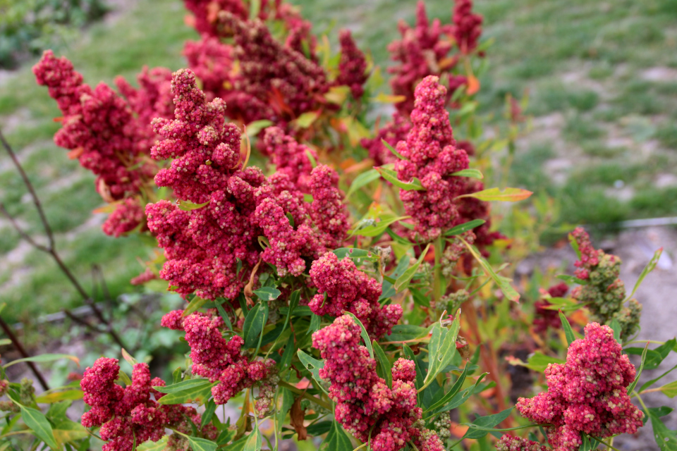 Киноа (дат. Quinoa, лат. Chenopodium quinoa). Городские огороды. Дождевой парк Спарк (Spark rain park, Marselisborg center), Орхус, Дания. Фото 2 сент. 2021