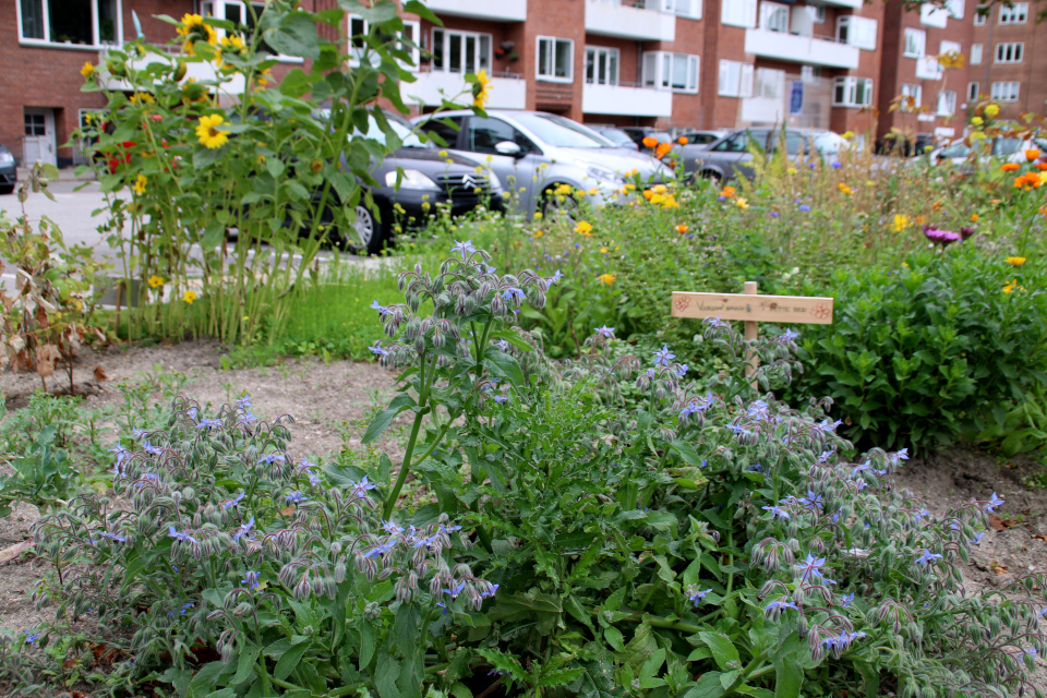 Огуречная трава, или бораго (дат. Almindelig hjulkrone, лат. Borago officinalis). Городские огороды. Дождевой парк Спарк (Spark rain park, Marselisborg center), Орхус, Дания. Фото 2 сент. 2021