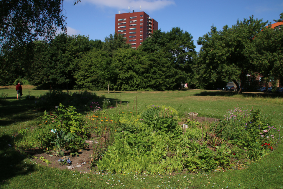 Городские огороды Марселисборг (Havefællesskabet i Marselisborg Hospitalspark), г. Орхус, Дания. Фото 12 июн. 2018