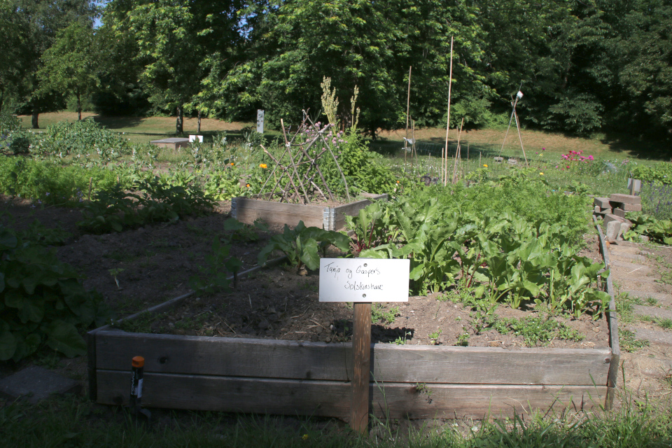 Tanja og Casper's have. Городские огороды Марселисборг (Havefællesskabet i Marselisborg Hospitalspark), г. Орхус, Дания. Фото 12 июн. 2018