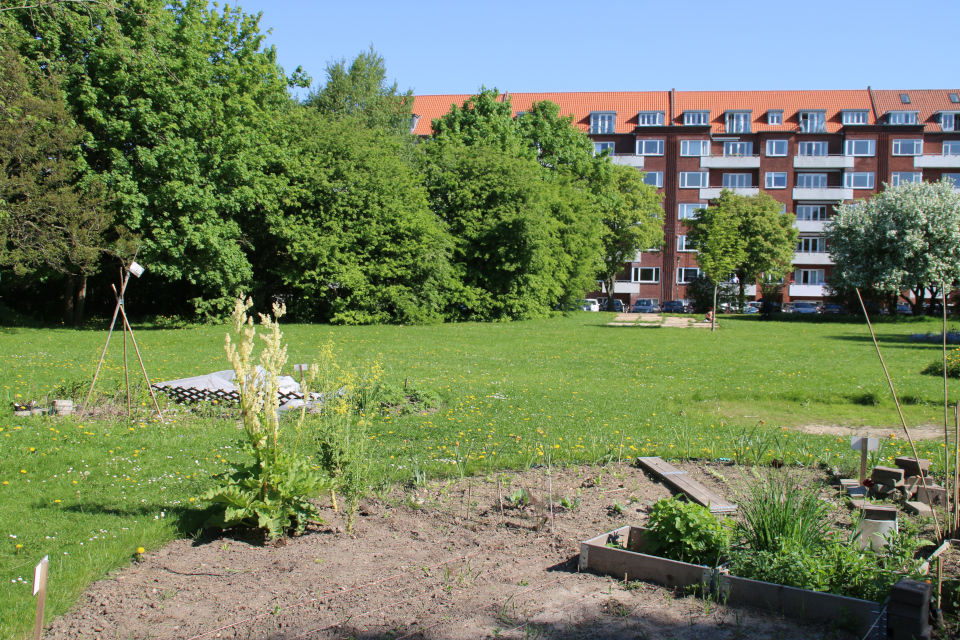 Ревень. Городские огороды Марселисборг (Havefællesskabet i Marselisborg Hospitalspark), г. Орхус, Дания. Фото 15 мая 2018