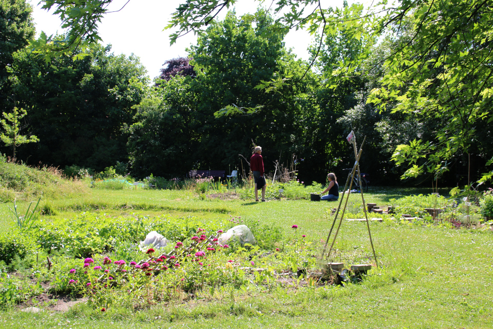 Цветы. Городские огороды Марселисборг (Havefællesskabet i Marselisborg Hospitalspark), г. Орхус, Дания. Фото 12 июн. 2018Цветы. Городские огороды Марселисборг (Havefællesskabet i Marselisborg Hospitalspark), г. Орхус, Дания. Фото 12 июн. 2018