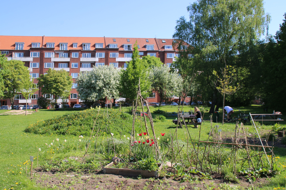 Городские огороды Марселисборг (Havefællesskabet i Marselisborg Hospitalspark), г. Орхус, Дания. Фото 15 мая 2018