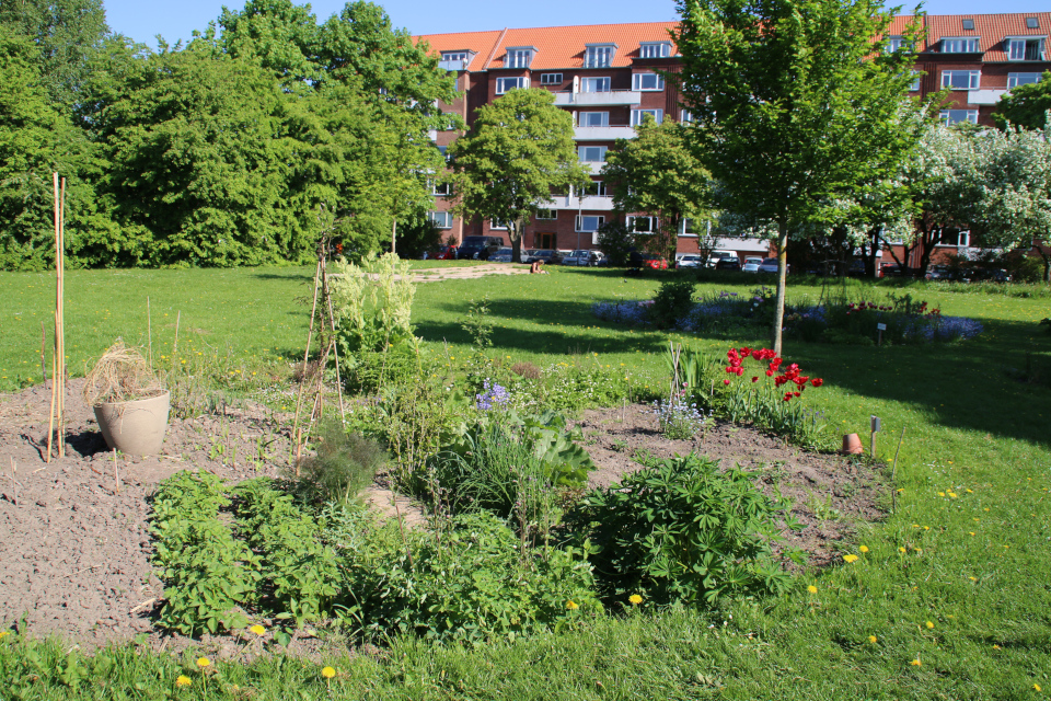 Городские огороды Марселисборг (Havefællesskabet i Marselisborg Hospitalspark), г. Орхус, Дания. Фото 15 мая 2018