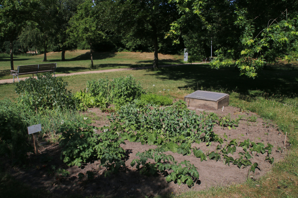 Городские огороды Марселисборг (Havefællesskabet i Marselisborg Hospitalspark), г. Орхус, Дания. Фото 12 июн. 2018