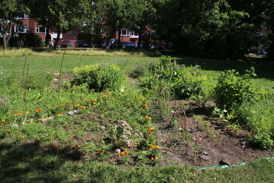 Городские огороды Марселисборг (Havefællesskabet i Marselisborg Hospitalspark), г. Орхус, Дания. Фото 12 июн. 2018