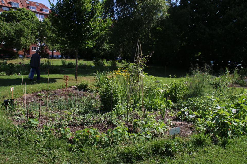 Городские огороды Марселисборг (Havefællesskabet i Marselisborg Hospitalspark), г. Орхус, Дания. Фото 12 июн. 2018