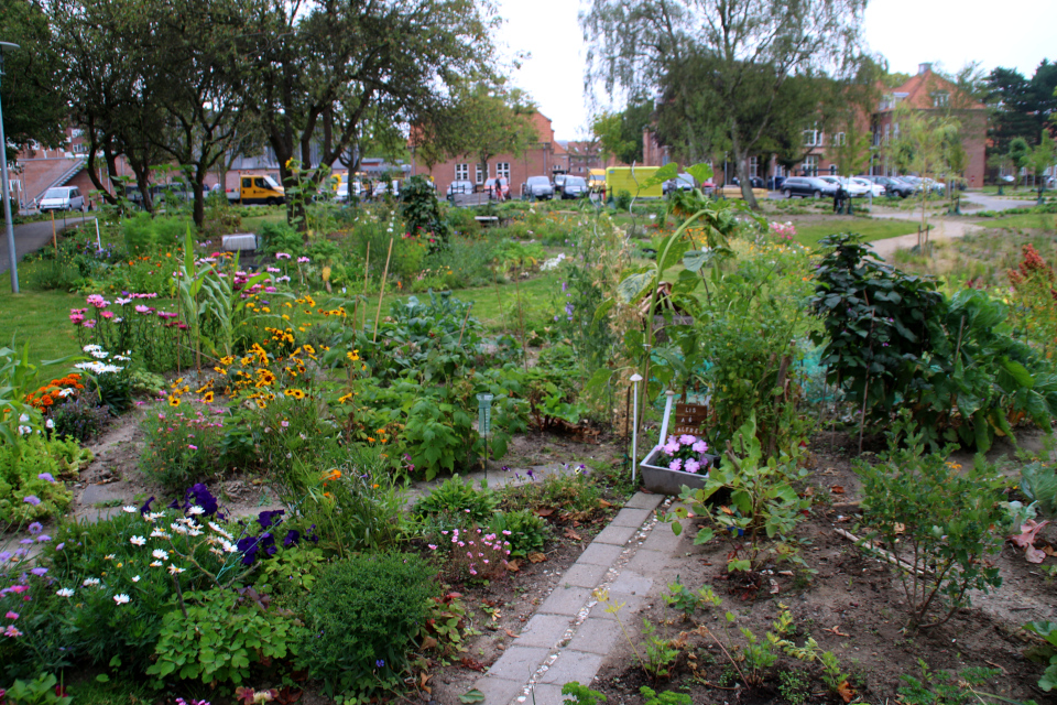 Цветы. Городские огороды. Дождевой парк Спарк (Spark rain park, Marselisborg center), Орхус, Дания. Фото 2 сент. 2021