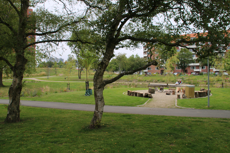 Береза. Дождевой парк Спарк (Spark rain park, Marselisborg center), Орхус, Дания. Фото 2 сент. 2021