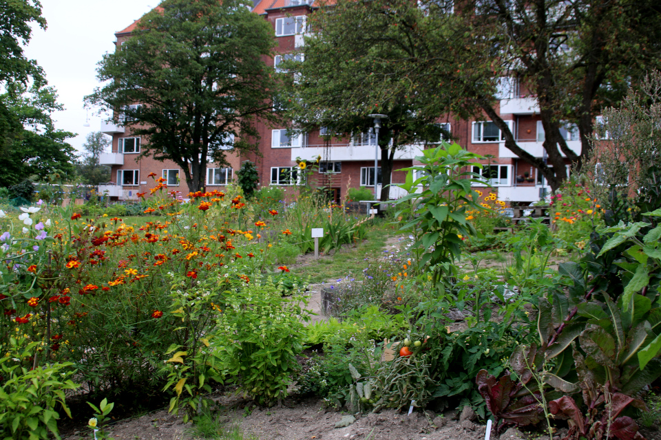 Помидоры. Городские огороды. Дождевой парк Спарк (Spark rain park, Marselisborg center), Орхус, Дания. Фото 2 сент. 2021