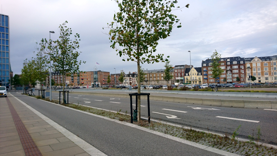 Bernhardt Jensens Boulevard, платановая аллея. Платан клёнолистный (дат. Almindelig platan, лат. Platanus × acerifolia).Орхус Доклендс (Aarhus Ø), Дания 29 сентября 2021