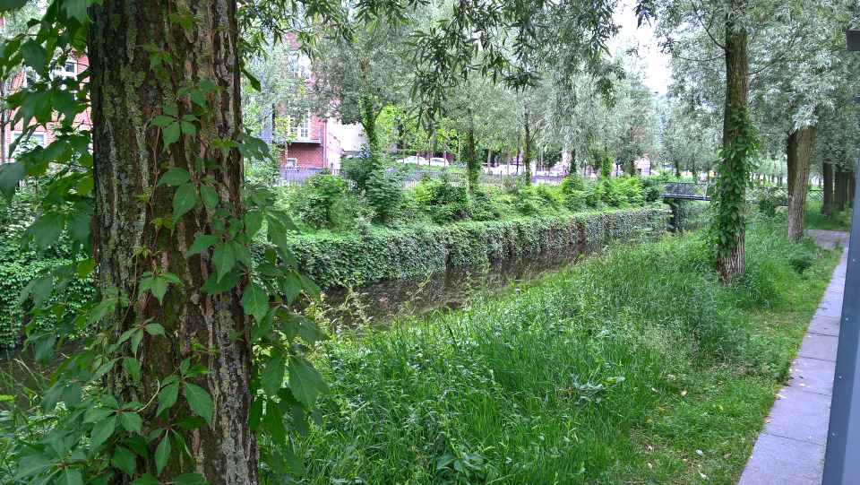 Набережная реки Орхус, Åboulevard. Девичий виноград пятилисточковый в Дании. Фото 24 июн. 2017