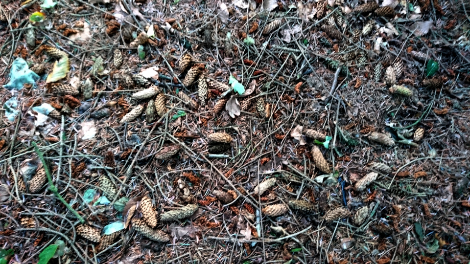 Шишки. Ель ситхинская (дат. Sitkagran, лат. Picea sitchensis), плантация Мангехойе (Mangehøje). Фото 25 сент. 2021