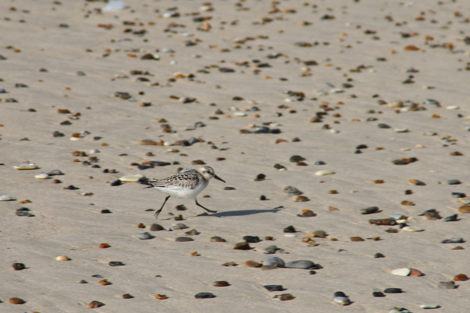 Песчанка (дат. Sandløber, лат. Calidris alba). Берег Северного моря Тюборён (Thyborøn), Дания. Фото 25 сент. 2021