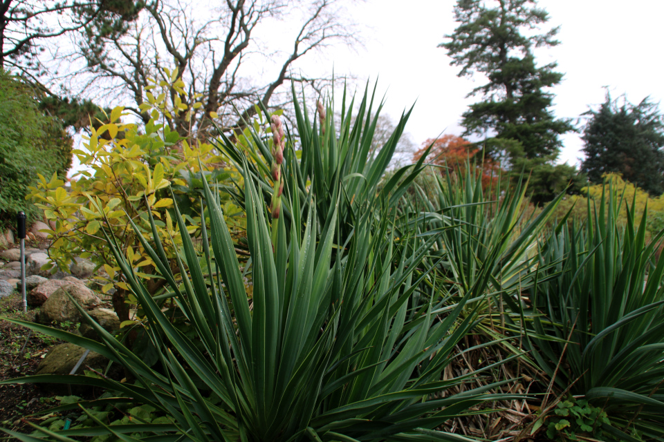 Юкка навахоа (дат. Navajo yucca, лат. Yucca baileyi var. navajoa) в ботаническом саду г. Орхус, Дания. Фото 1 нояб. 2021