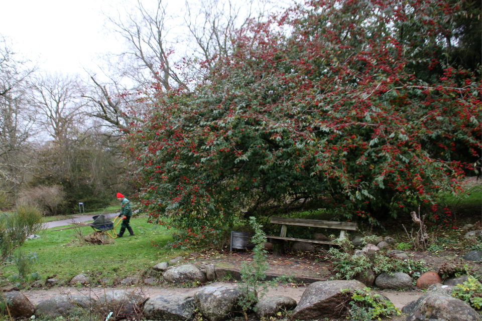 Кизильник (дат. Dværgmispel, лат. Cotoneaster). Поуль Эрик в ботаническом саду в. Орхус, Дания. Фото 15 декабря 2021