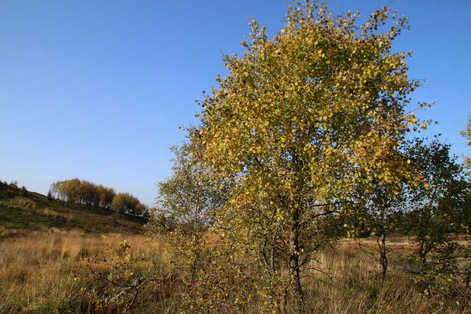 Осина (дат. Bævreasp, лат. Populus tremula)Моренный холм Исенберг (Isenbjerg Bakkeø), Икаст, Дания. 10 окт. 2021