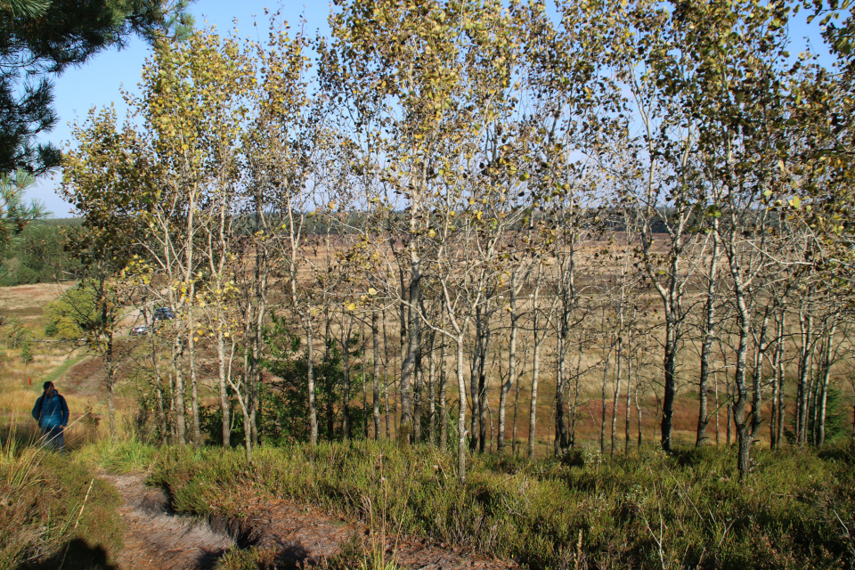 Осина (дат. Bævreasp, лат. Populus tremula)Моренный холм Исенберг (Isenbjerg Bakkeø), Икаст, Дания. 10 окт. 2021