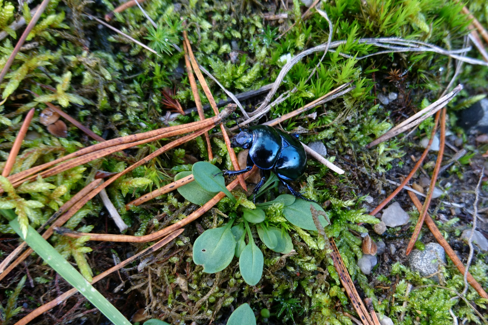 Навозник весенний (дат. Glat Skarnbasse, лат. Geotrupes vernalis). Моренный холм Исенберг (Isenbjerg Bakkeø), Икаст, Дания. 10 окт. 2021