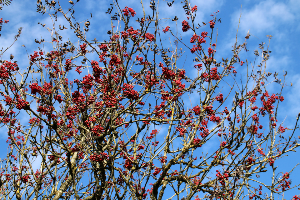 Рябина обыкновенная (дат. Røn, лат. Sorbus Aucuparia). Моренный холм Исенберг (Isenbjerg Bakkeø), Икаст, Дания. 10 окт. 2021