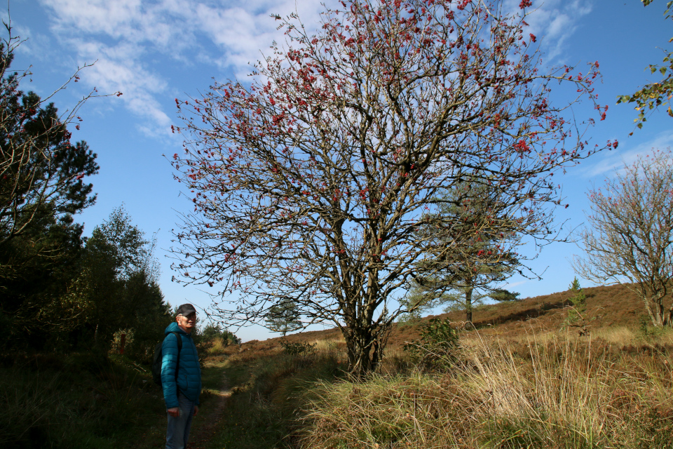 Рябина обыкновенная (дат. Røn, лат. Sorbus Aucuparia). Моренный холм Исенберг (Isenbjerg Bakkeø), Икаст, Дания. 10 окт. 2021