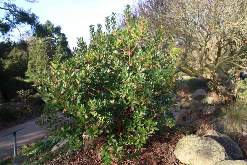 Земляничное дерево (дат. Jordbærtræ, лат. Arbutus unedo). Ботанический сад Орхус 21 января 2022, Дания