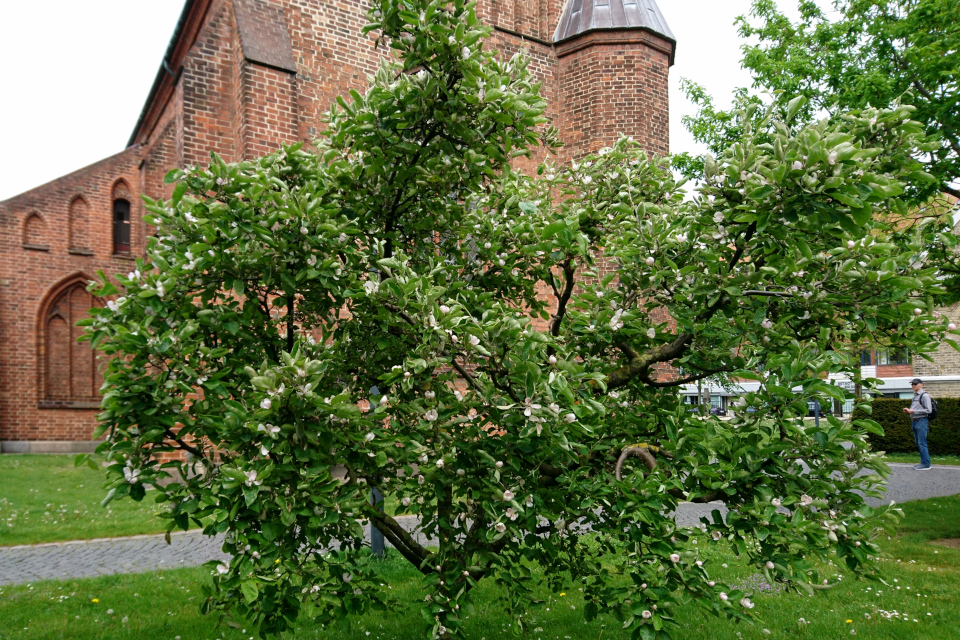 Айва. Часовня францисканского монастыря Хорсенс (Horsens Klosterkirke), Дания. 21 мая 2019