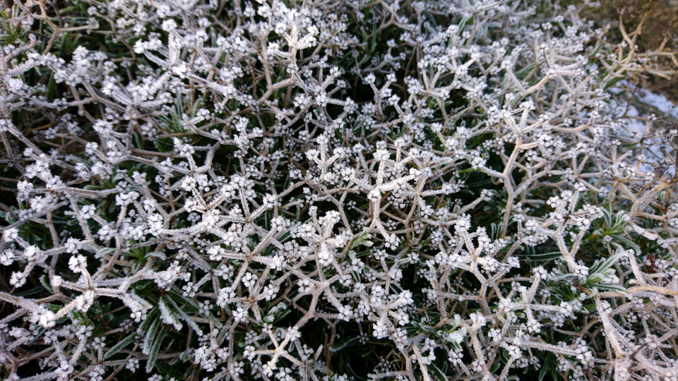 Володушка колючая (лат. Bupleurum spinosum), ботанический сад г. Орхус, Дания. 20 янв. 2019