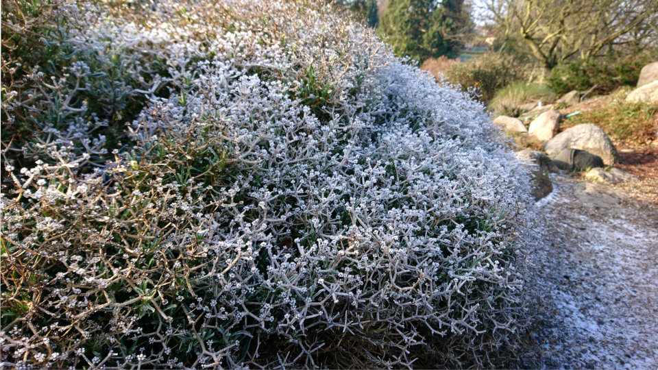 Володушка колючая (лат. Bupleurum spinosum), ботанический сад г. Орхус, Дания. 20 янв. 2019