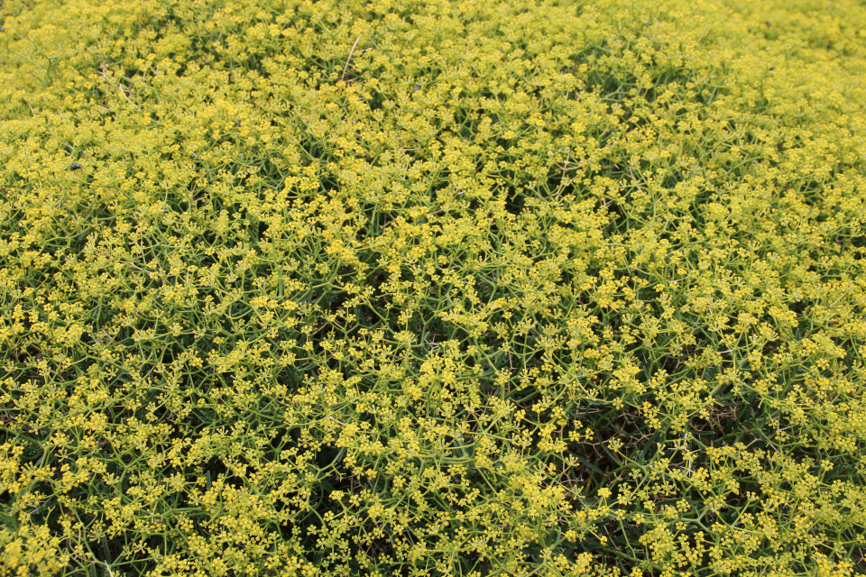 Володушка колючая (лат. Bupleurum spinosum), ботанический сад г. Орхус, Дания. 25 июня 2020 