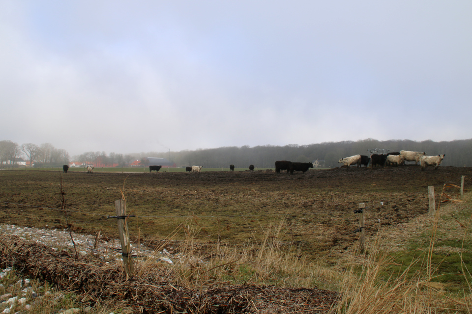 Гюллингнэс (Gyllingnæs), фьорд Хорсенс. Дания 4 мар. 2022