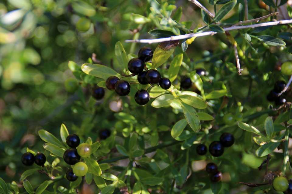 Жасмин кустарниковый (лат. Jasminum fruticans), ботанический сад г. Орхус, Дания. Фото 9 окт. 2017