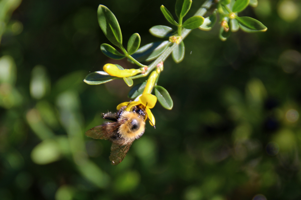 Жасмин кустарниковый (лат. Jasminum fruticans), ботанический сад г. Орхус, Дания. Фото 19 окт. 2017