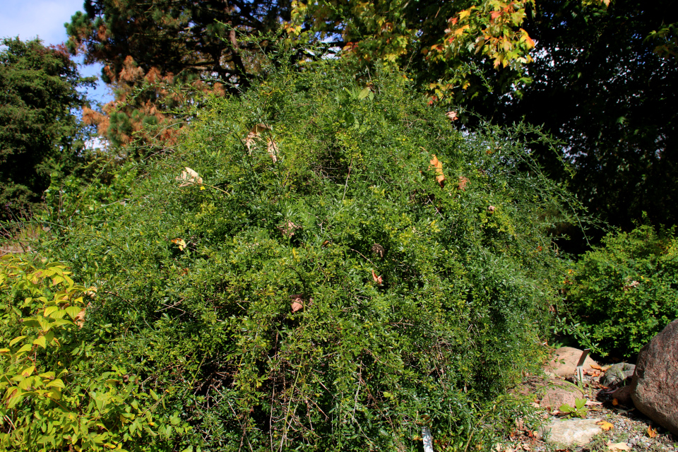 Жасмин кустарниковый (лат. Jasminum fruticans), ботанический сад г. Орхус, Дания. Фото 21 сент. 2017