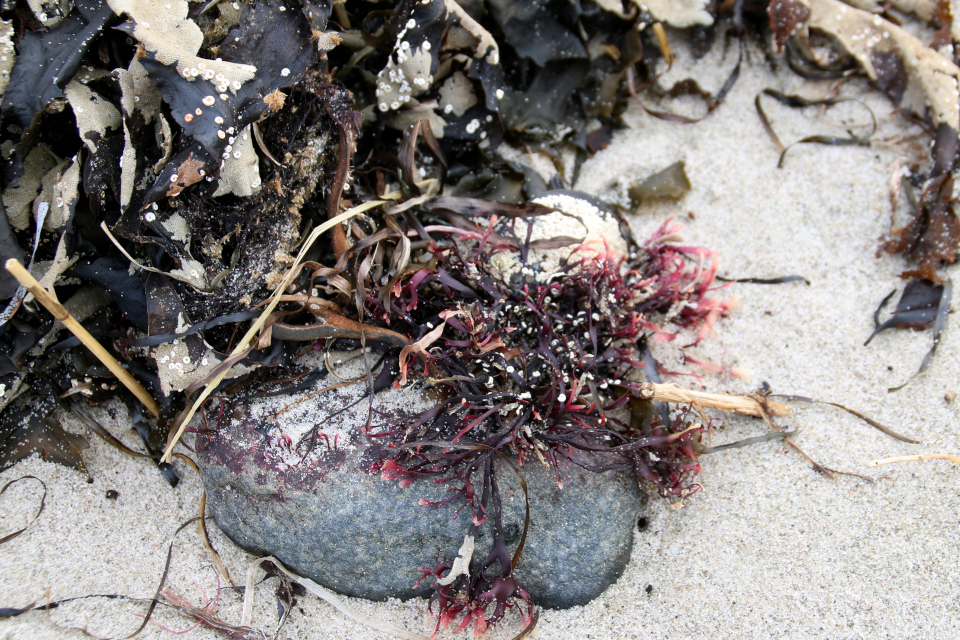 Ирландский мох (дат. Carrageentang, лат. Chondrus crispus). Гюллингнэс (Gyllingnæs), фьорд Хорсенс. Дания 4 мар. 2022