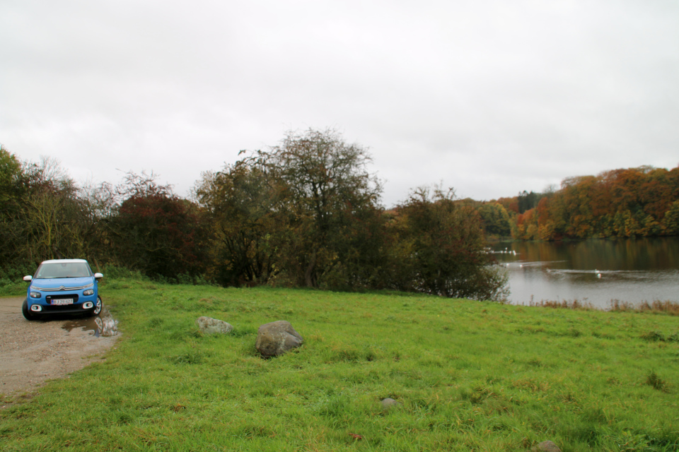 Лебеди. Озеро Бюгхольм (Bygholm sø), Хорсенс, Дания. Фото 25 окт. 20