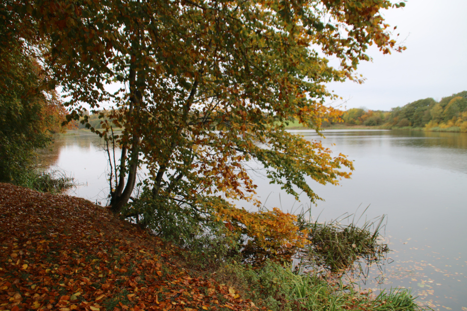 Озеро Бюгхольм (Bygholm sø), Хорсенс, Дания. Фото 25 окт. 20