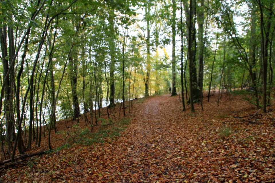 Озеро Бюгхольм (Bygholm sø), Хорсенс, Дания. Фото 25 окт. 20