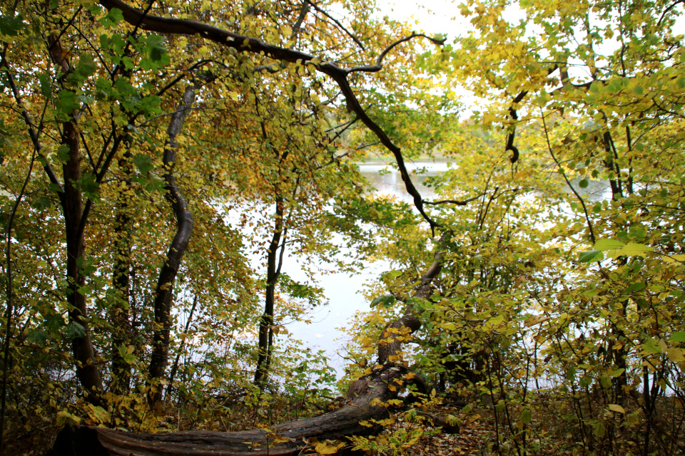 Озеро Бюгхольм (Bygholm sø), Хорсенс, Дания. Фото 25 окт. 20