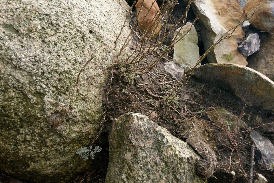 Полынь горькая (дат. Havemalurt, лат. Artemisia absinthium). Гюллингнэс (Gyllingnæs), фьорд Хорсенс. Дания 4 мар. 2022