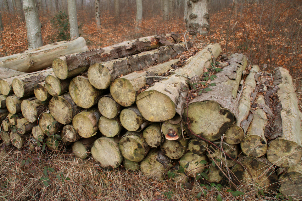 Трутовик окаймлённый (дат. Randbæltet hovporesvamp, лат. Fomitopsis pinicola). Плантация.Гюллингнэс (Gyllingnæs). Дания 4 мар. 2022