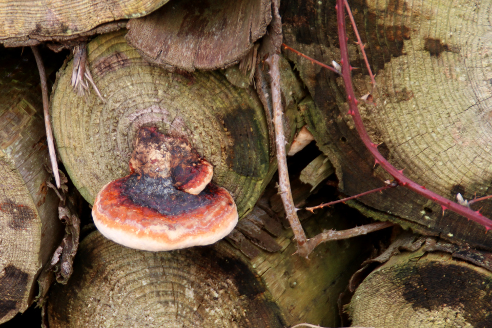 Трутовик окаймлённый (дат. Randbæltet hovporesvamp, лат. Fomitopsis pinicola). Плантация.Гюллингнэс (Gyllingnæs). Дания 4 мар. 2022