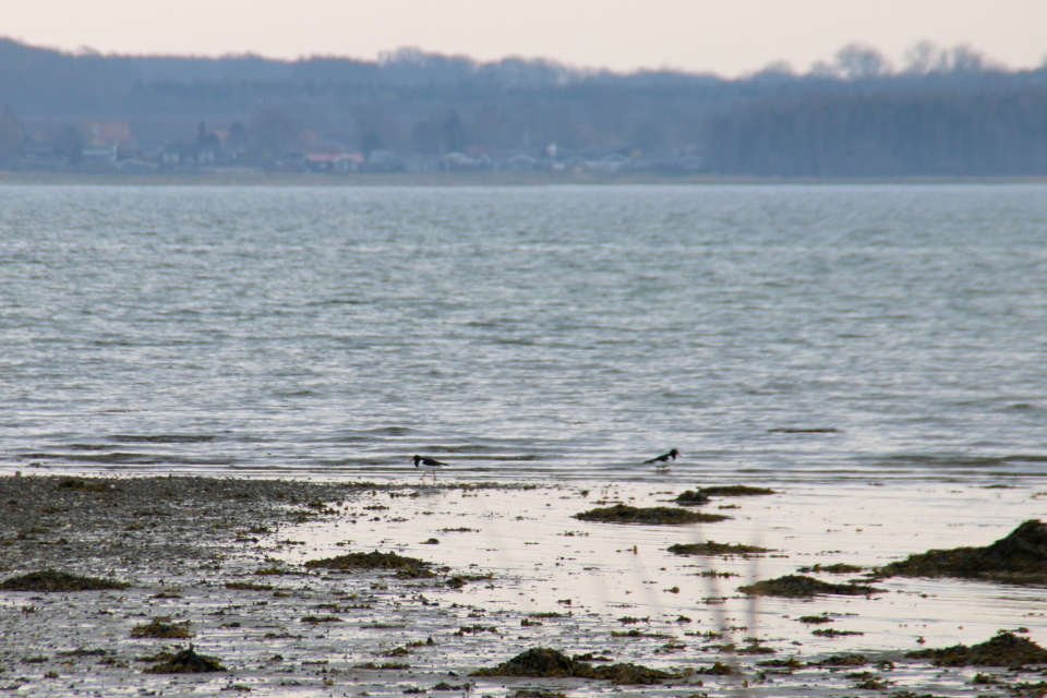 Кулик-сорока (дат. Strandskade, лат. Haematopus ostralegus). Остров Алрё (Alrø ø), фьорд Хорсенс, Дания. 13 апр. 2022