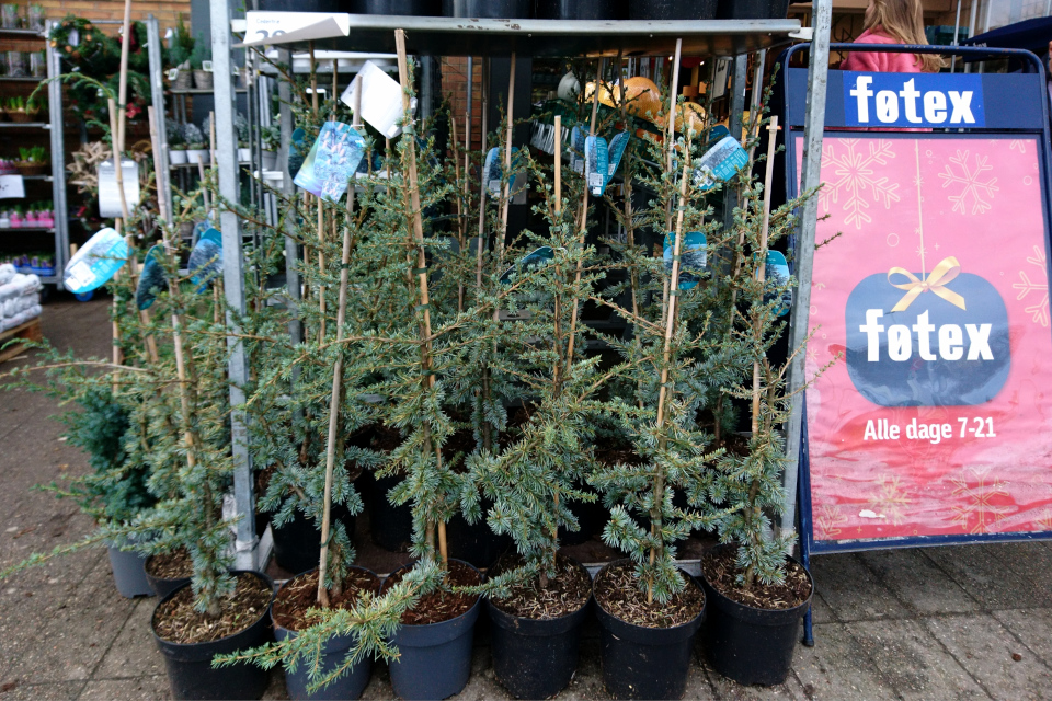 Гималайский кедр (дат. Himalayaceder, лат. Cedrus deodara). Магазин Фётекс, Хольме, Дания. 19 нояб. 2021