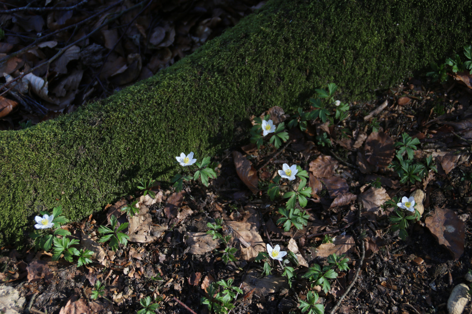 Ветреница дубравная (дат. Hvid anemone, лат. Anemone nemorosa). Буковый лес. Йексендален, Jeksendalen, Дания. 19 мар. 2022