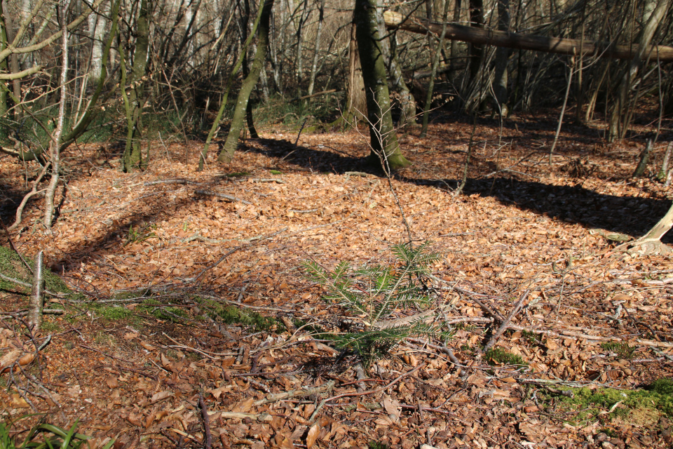 Пихта дугласа (дат. Douglasgran, лат. Pseudotsuga menziesii). Буковый лес. Йексендален, Jeksendalen, Дания. 19 мар. 2022