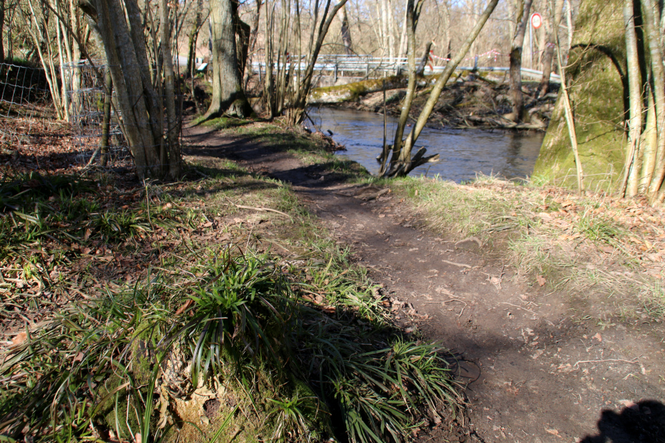 Ожика (дат. Skovfrytle, лат. Luzula sylvatica). Речка Орхус, Йексендален, Jeksendalen, Дания. 19 мар. 2022