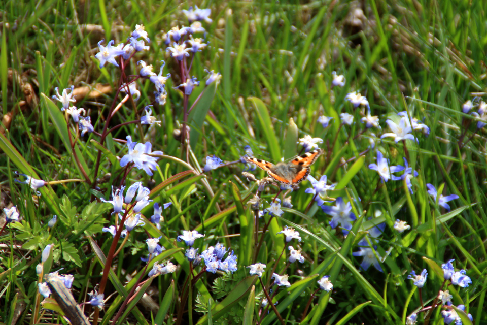 Крапивница (дат. Nældens takvinge, лат. Aglais urticae). Остров Алрё (Alrø ø), фьорд Хорсенс, Дания. 13 апр. 2022