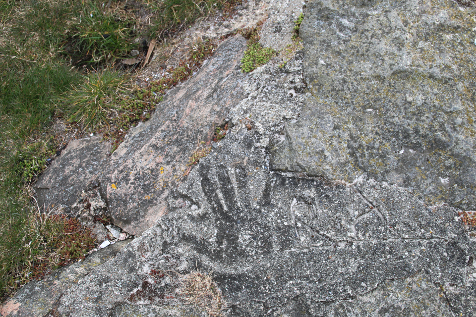 Очиток едкий (дат. Bidende stenurt, лат. Sedum acre). Остров Алрё (Alrø ø), фьорд Хорсенс, Дания. 13 апр. 2022